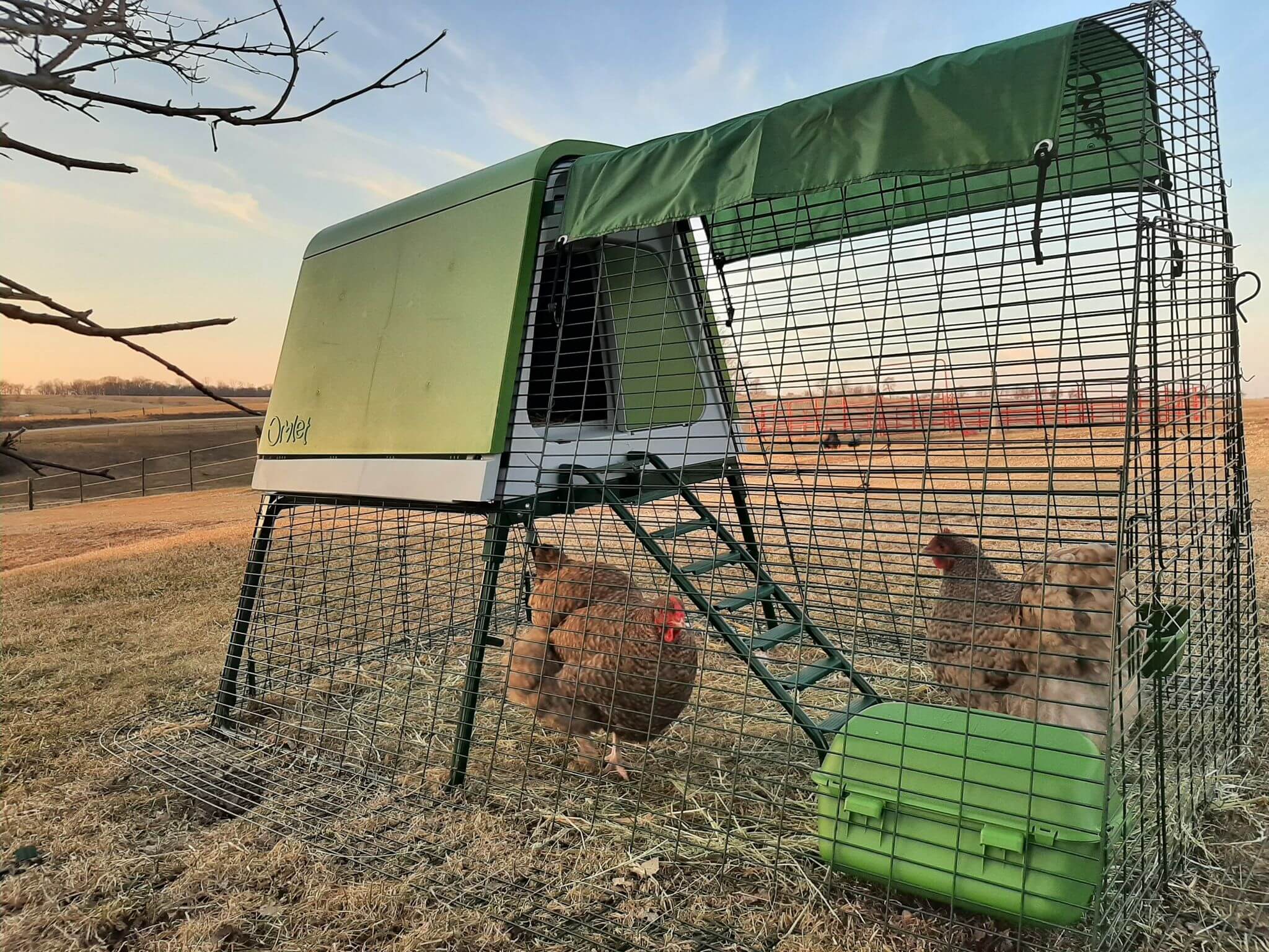 Not Normal Chickens Normal Chicken Behaviour (And Not So Normal) - Omlet Blog UK