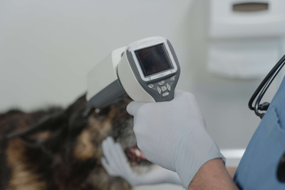 vet using medical equipment to check if the dog has a microchip
