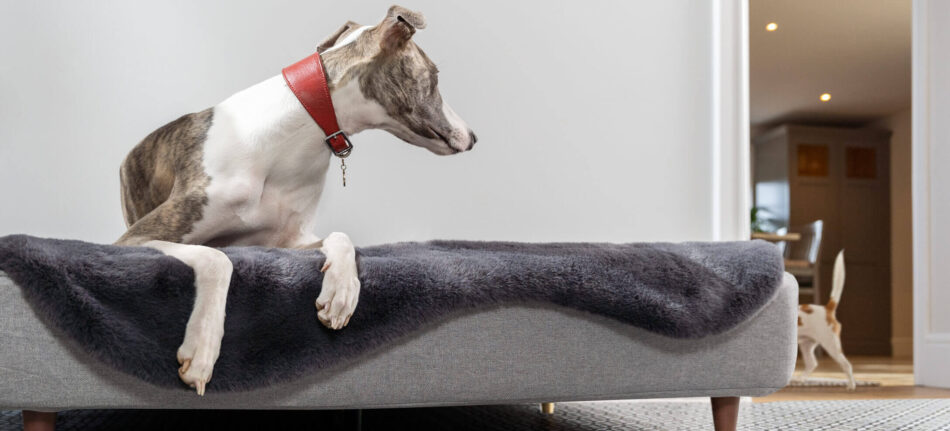 chien whippet sur un panier pour chien topology avec un surmatelas en fausse peau de mouton