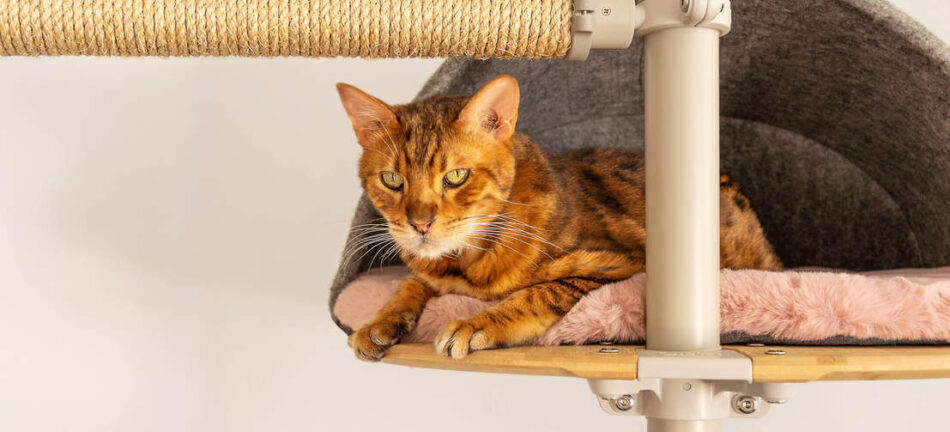 Accessorise the Freestyle cat tree with comfy den scratchers hammock omlet