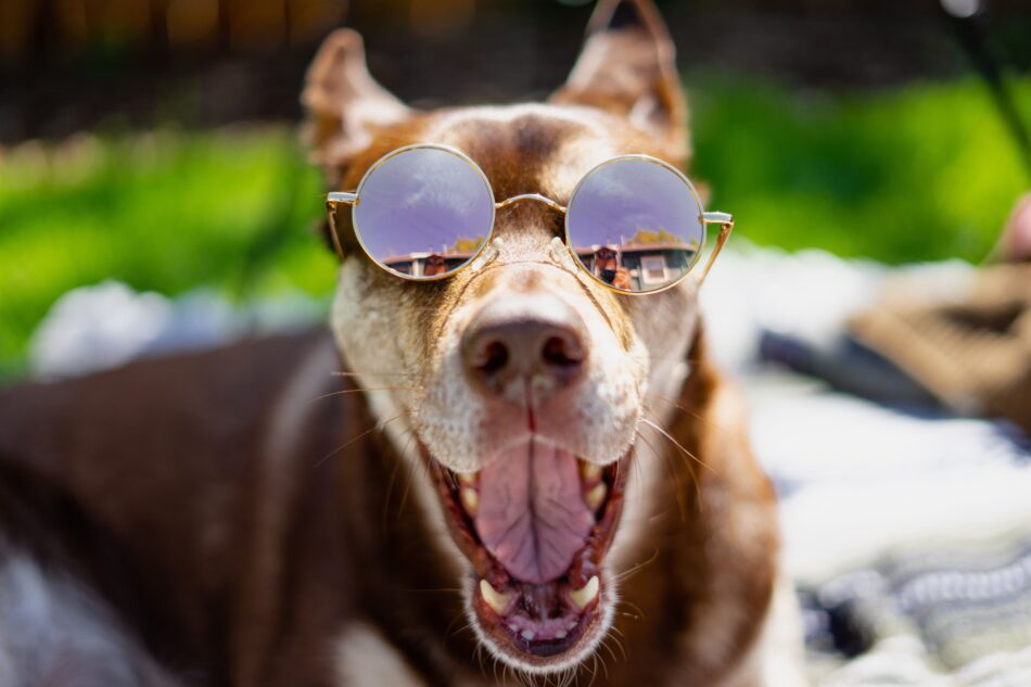 Bruine hond geniet van de zon en draagt een zonnebril