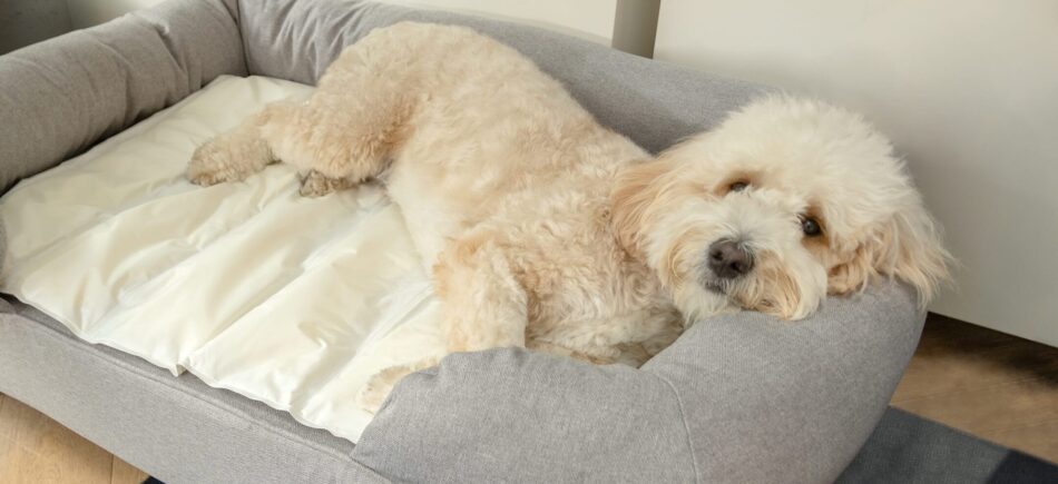 Cream dog lying on Omlet Cooling Mat for dogs on a grey Bolster dog bed