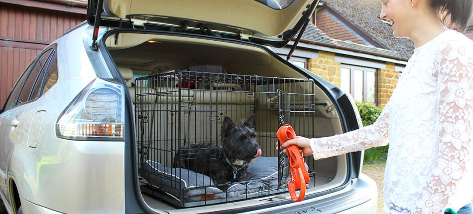 Dog in the car boot, sat in their Omlet Fido Classic Dog Crate