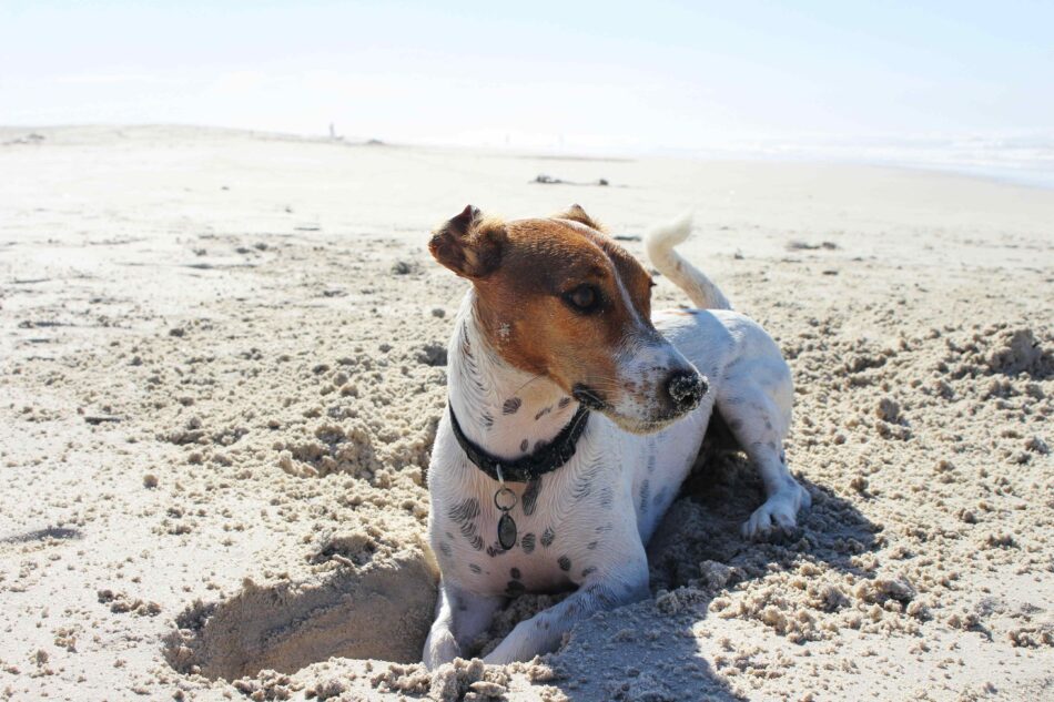 Dog on holiday digging a hole in the sand at a sunny beach