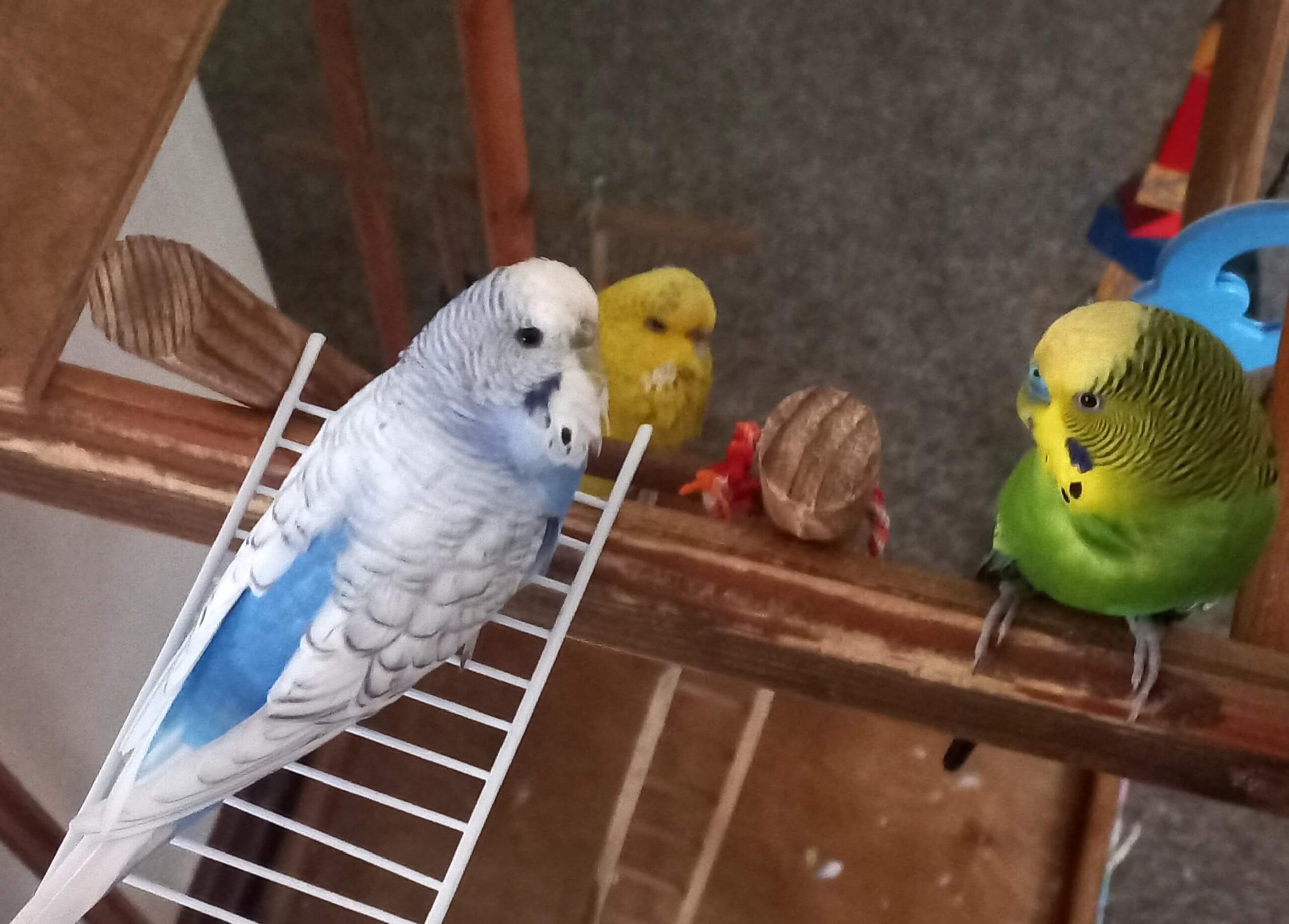 famiglia di pappagallini il potere degli animali