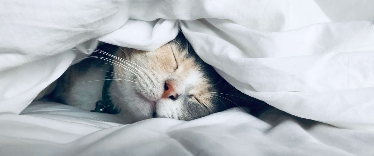 cat sleeping sounding wrapped up in a duvet _ccexpress