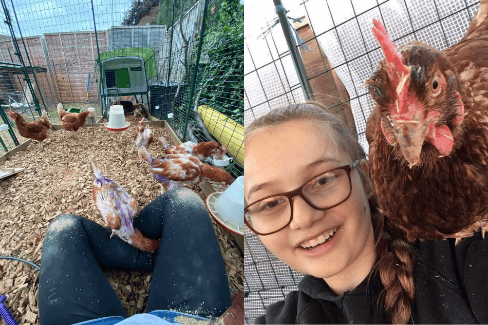 Hühner im Gehege - die Macht der Haustiere - psychische Gesundheit