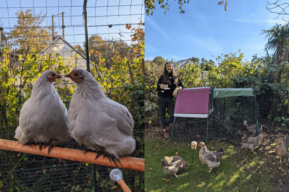 kippen op zitstok en eglu go up kippenhok in tuin