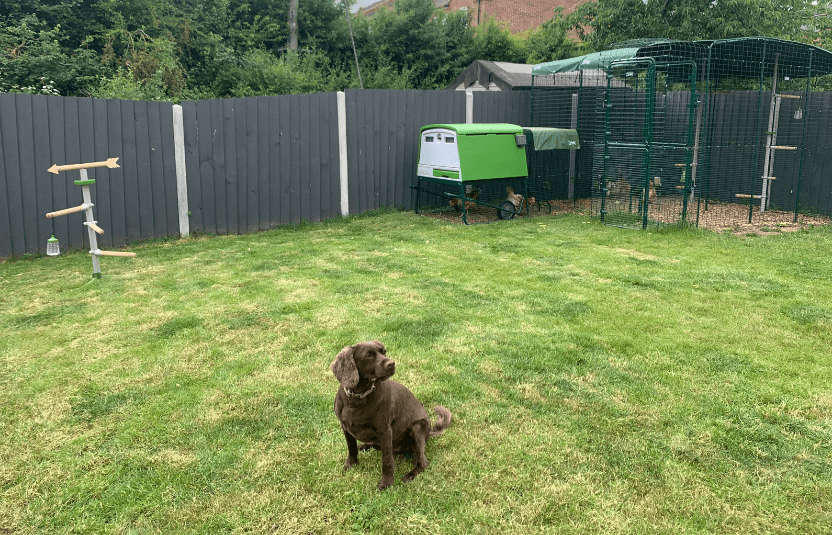 dog in front of omlet eglu cube chicken coop