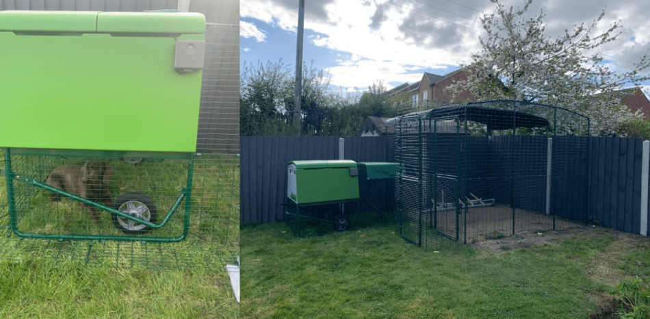 eglu cube chicken coop with walk in chicken run in garden