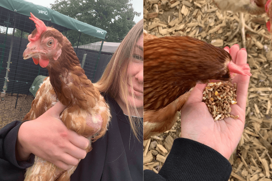 una ragazza con delle galline recuperate e galline che mangiano del mais dalla mano