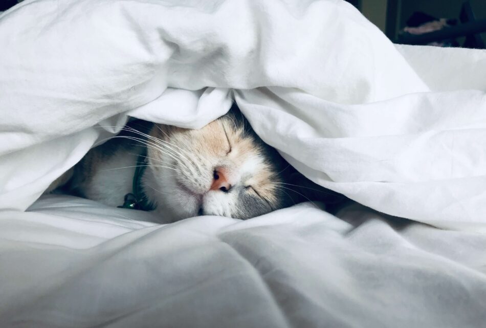 cute cat sleeping under the duvet cover