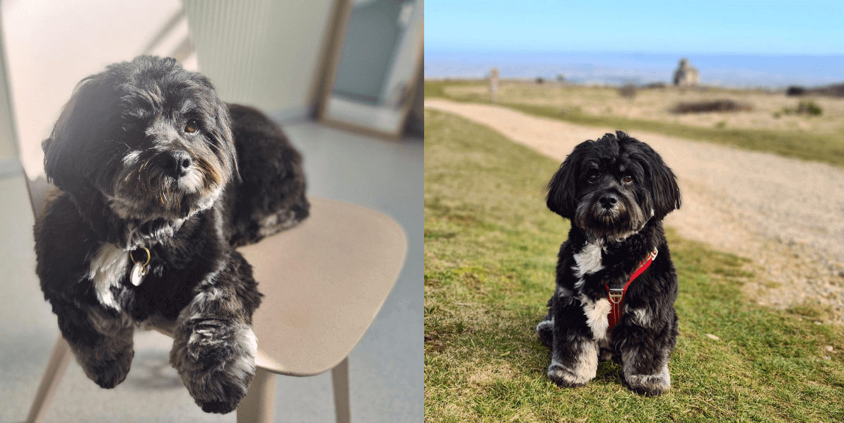 lhasa apso hond als steun voor geestelijke gezondheid