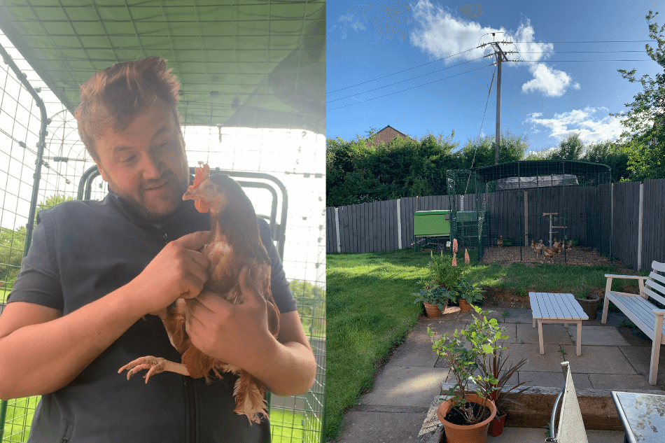 Ein Mann hält ein gerettetes Huhn und Hühner im Gehege