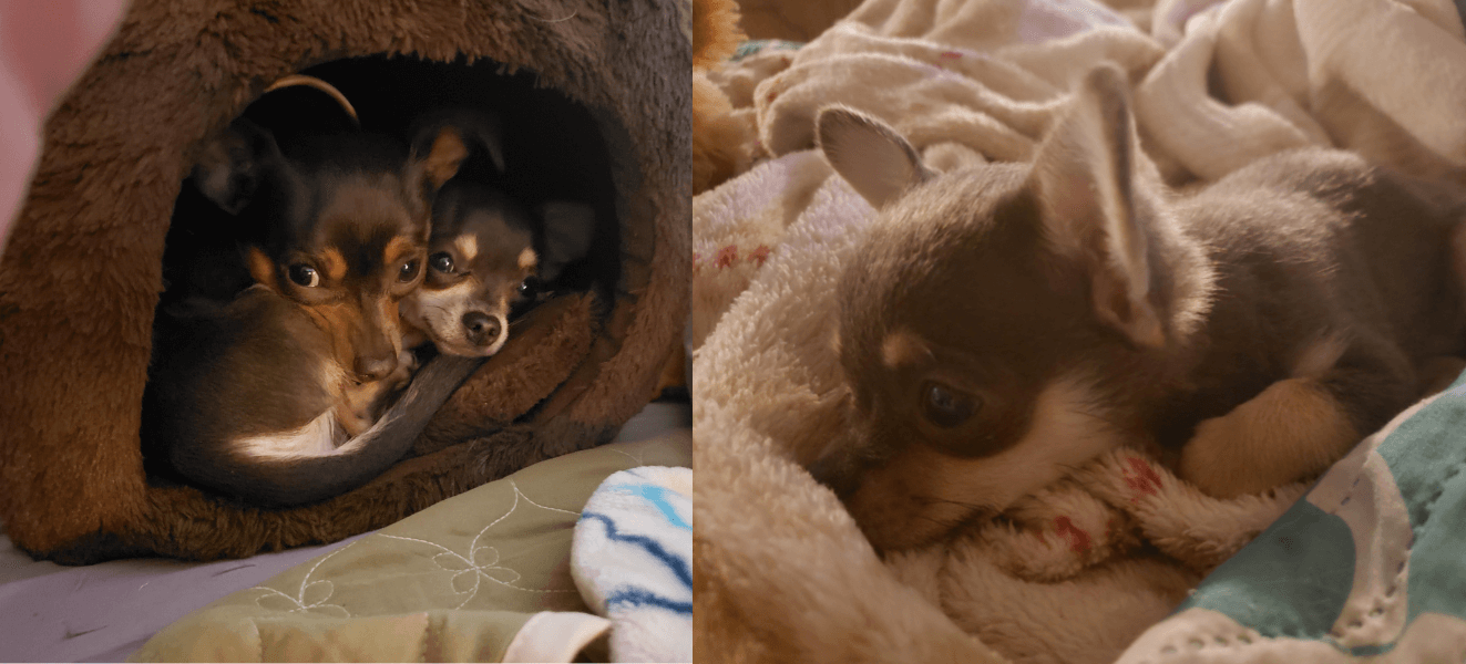 Long-Haired Chihuahua Beanbag Lift the Spirit