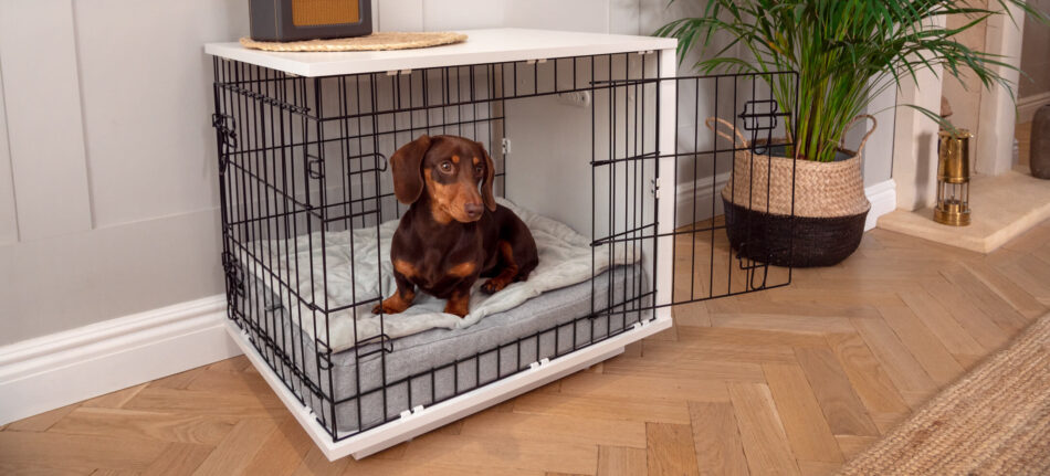 Dachshund relaxing in Omlet Fido Studio Dog Crate