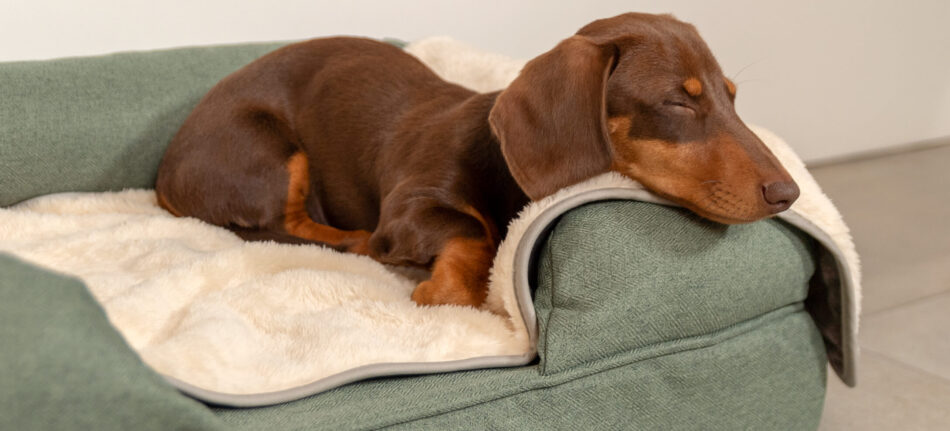 Teckel slapend op Omlet Bolsterbed voor honden met Omlet superzacht luxe hondendeken