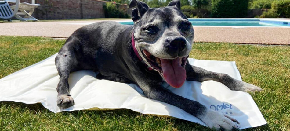 Senior dog cooling down on Omlet Memory Foam Cooling Mat for Dogs