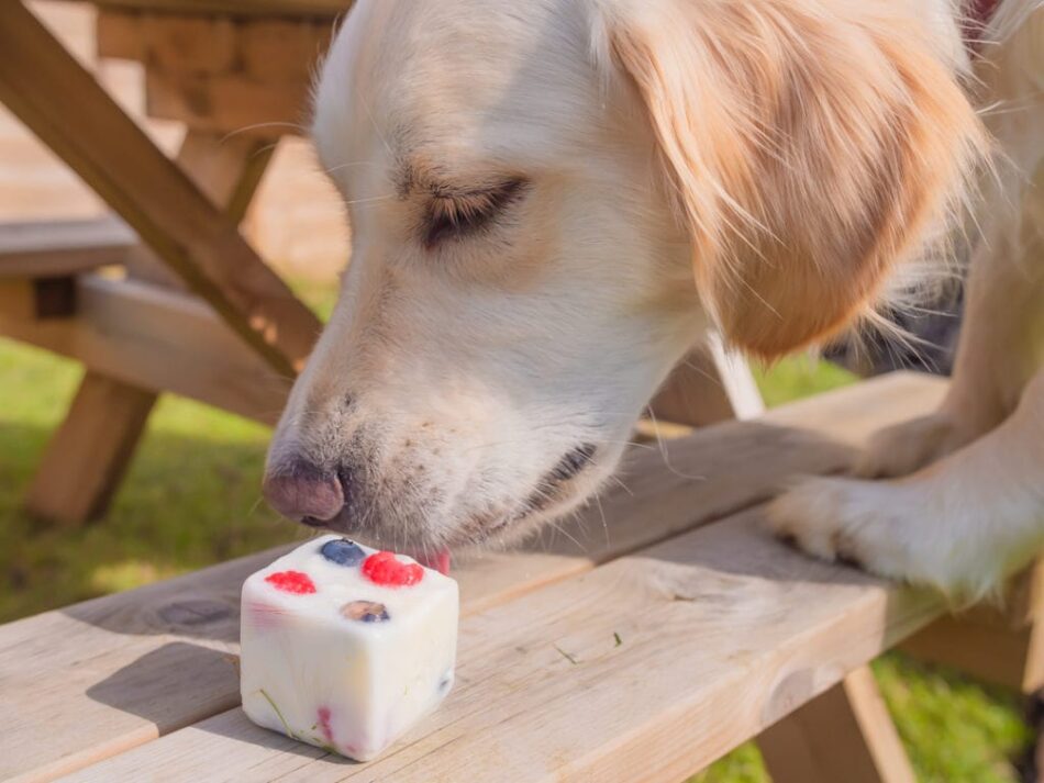 Labrador eating fruity frozen yogurt treat for dogs at picnics