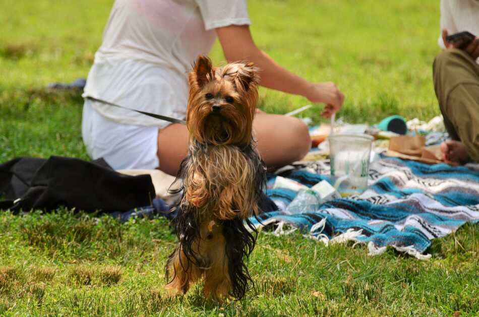 Yorkshire terrier staand op achterpoten tijdens een hondenpicknick