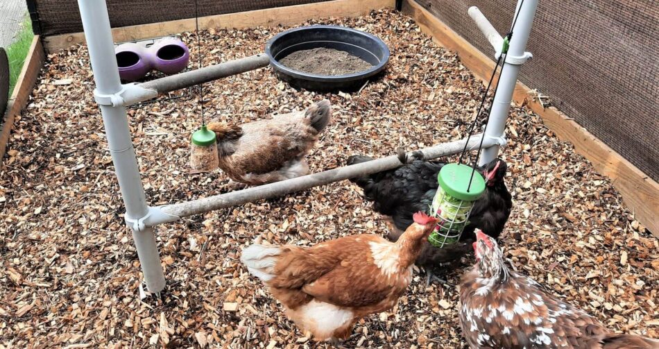 chicken run with chicken and chicken tree