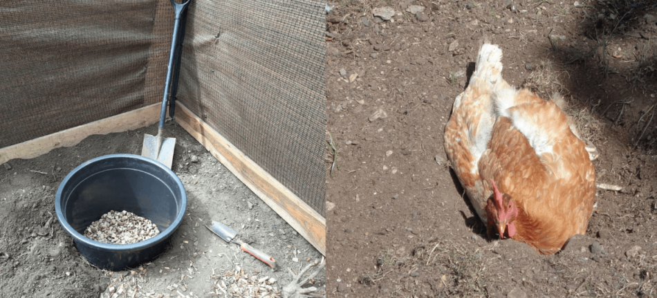 dustbath and chicken dustbathing