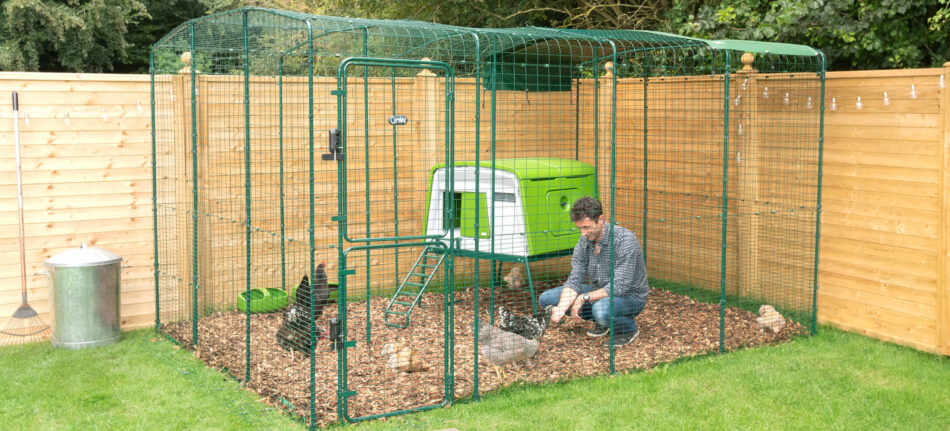 man in chicken run with chickens