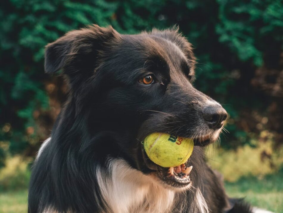 Zwarte hond met tennisbal in zijn bek