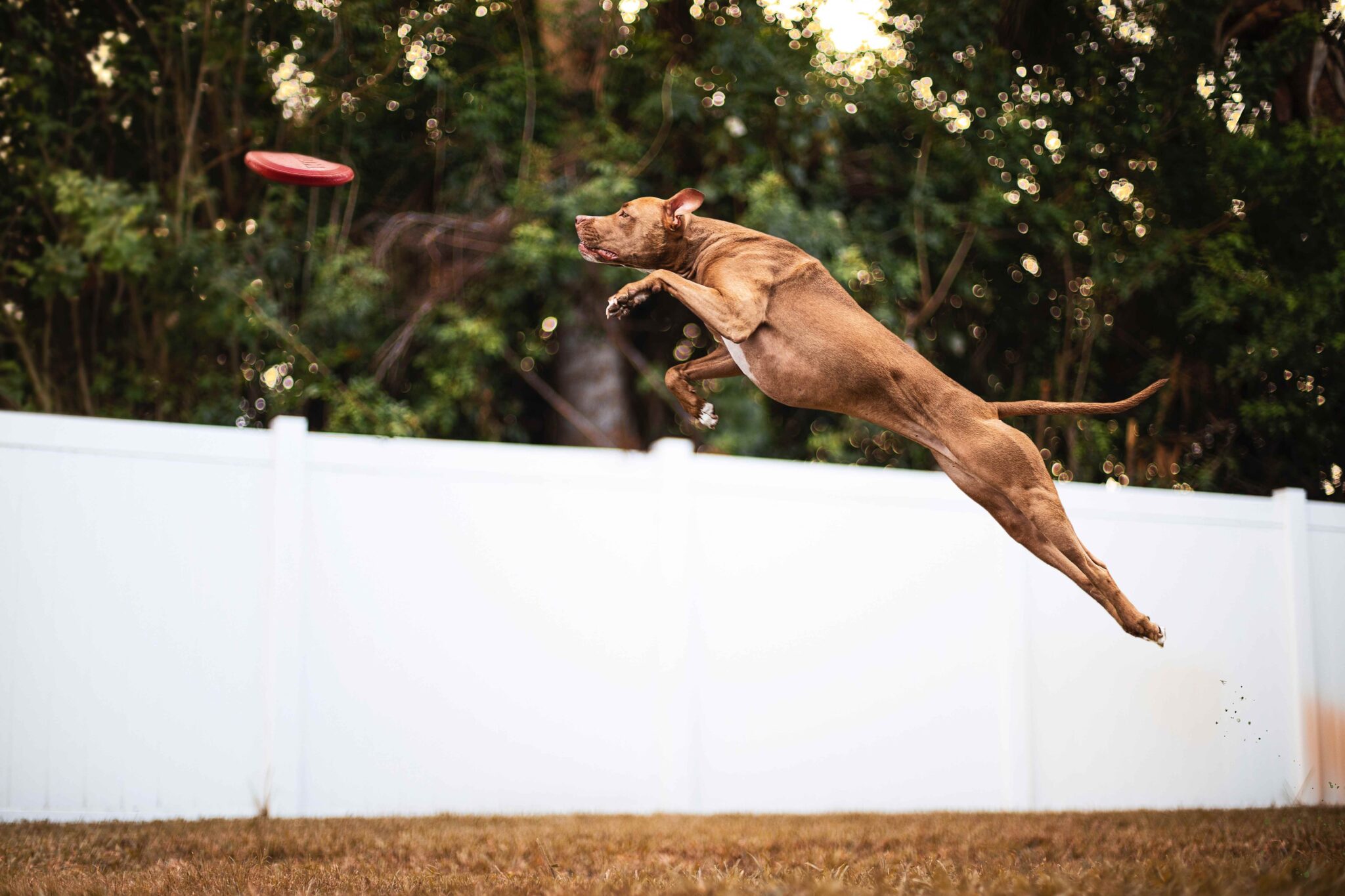 Record Setting Dogs World Record Dogs - Omlet Blog UK