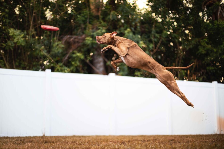Bruine hond springt om een frisbee te vangen, wereldrecords van honden