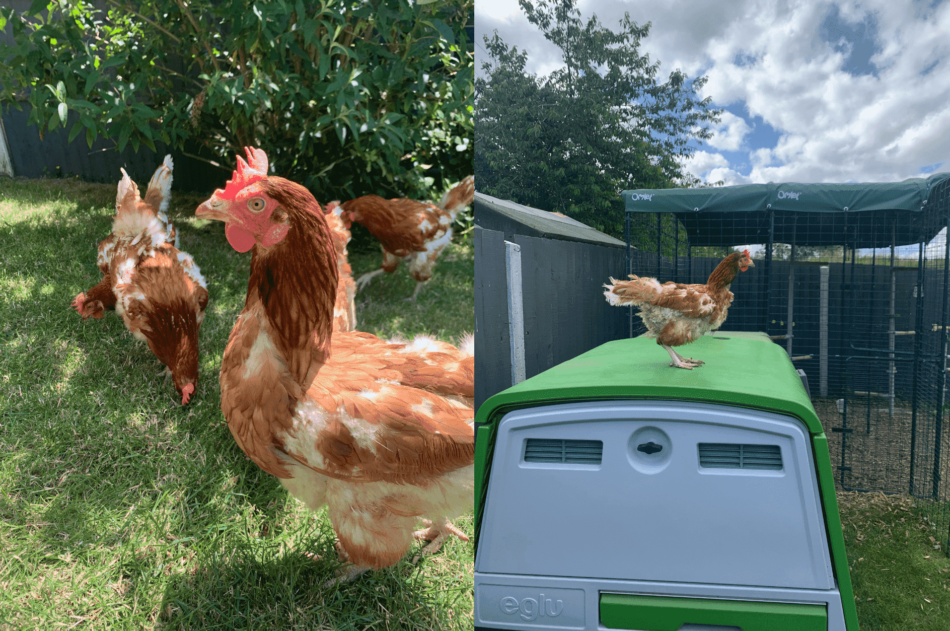 Rosie's Chicken Keeping Adventure - a taste of the free ranging, Omlet Eglu Cube Chicken Coop