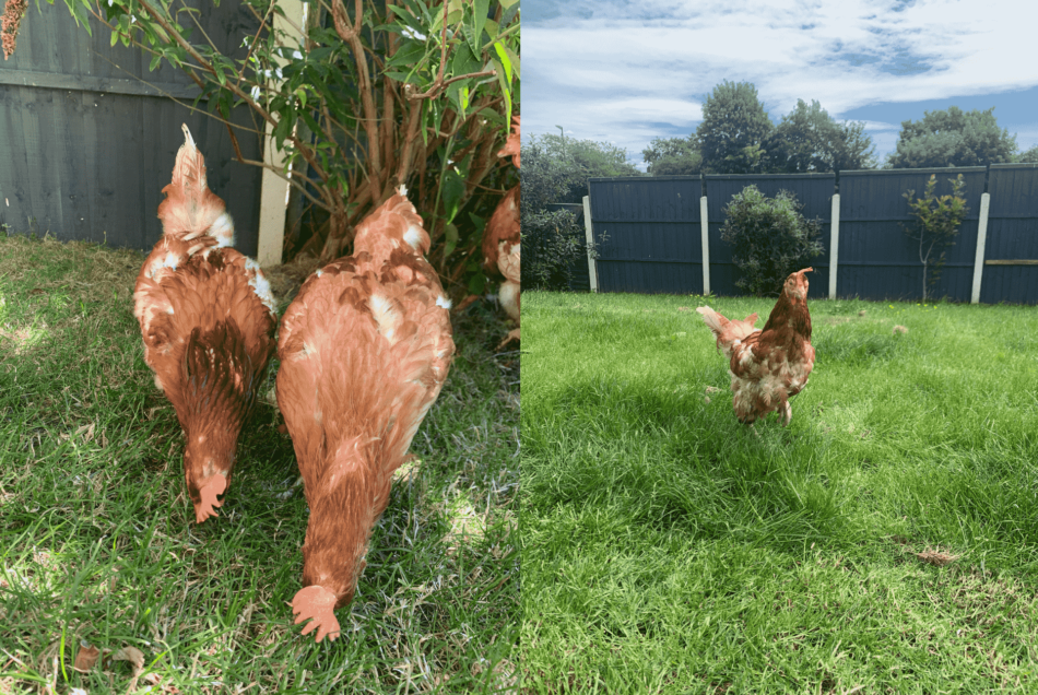 Rosie's chicken keeping adventure, free ranging hens