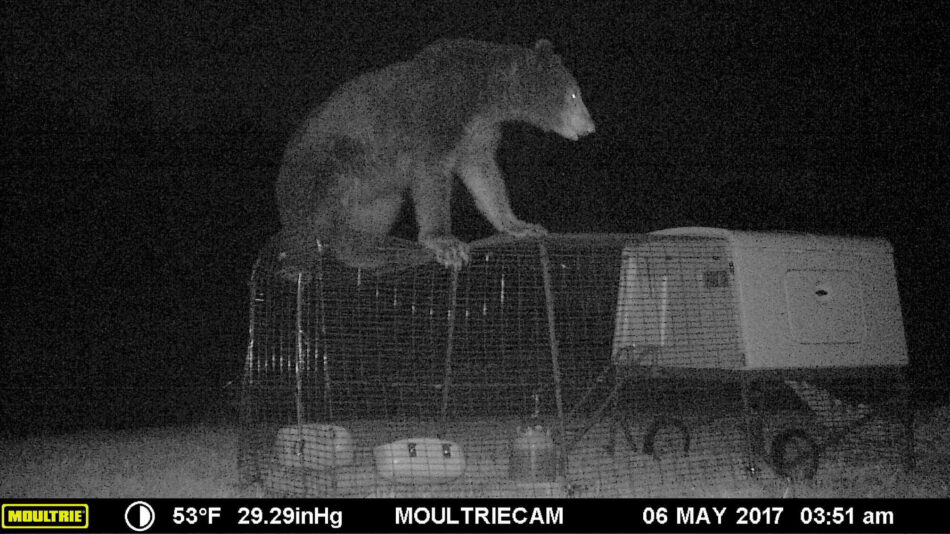 zwarte beer bovenop een eglu cube kippenhok