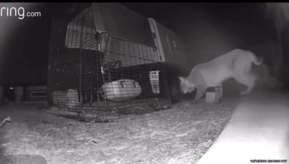 bobcat trying to break into eglu cube chicken coop