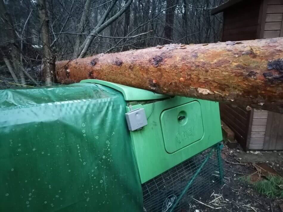 fallen pine tree on top of the eglu cube chicken house