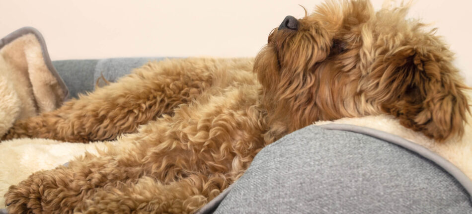 Pluizige hond slapend op een luxe superzacht hondendeken