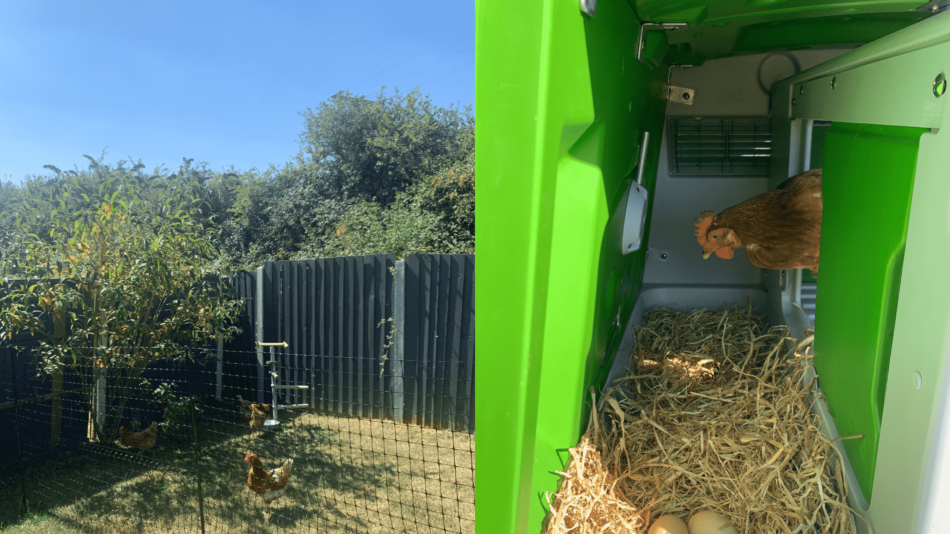 Rosie's chickens behind Omlet Chicken Fencing