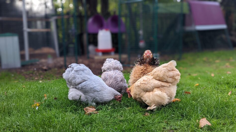 Getting autumn ready with chickens