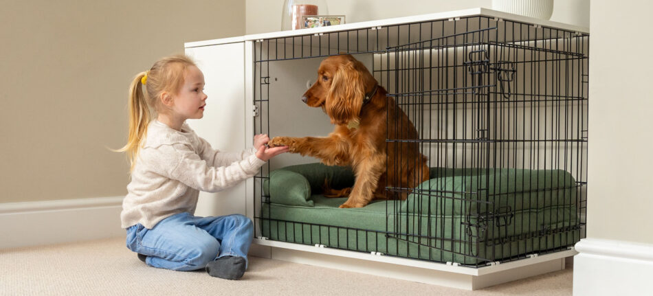 How to Create a Doggy Obstacle Course - Omlet Blog US