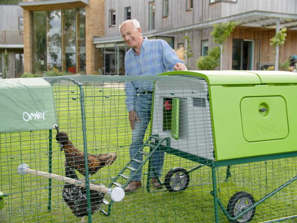 Man chicken sitting, looking into Omlet Eglu Cube 