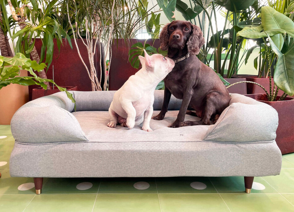 Spaniel and bulldog sat together on Omlet Bolster Dog Bed
