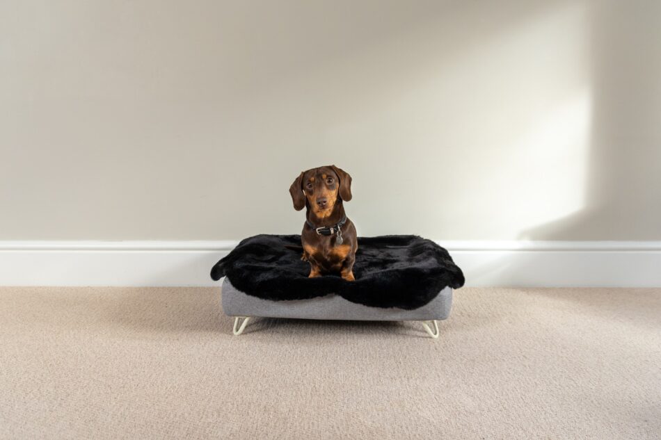 Dachshund on Omlet Topology Dog Bed - getting used to new bed