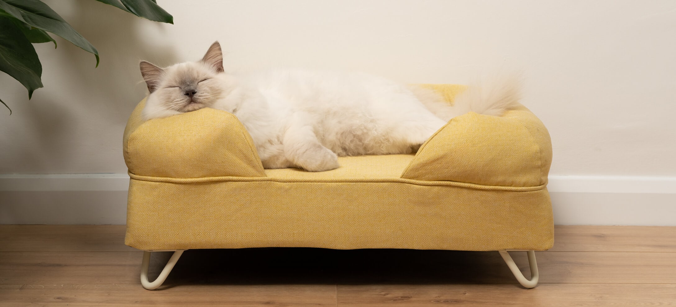 How Much Do Cats Sleep? - Omlet Blog UK