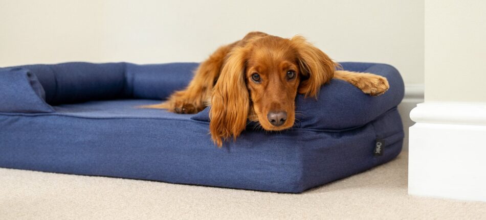 Spaniel liggend in een blauw Omlet Bolsterbed voor honden- comfortabel in een nieuwe mand