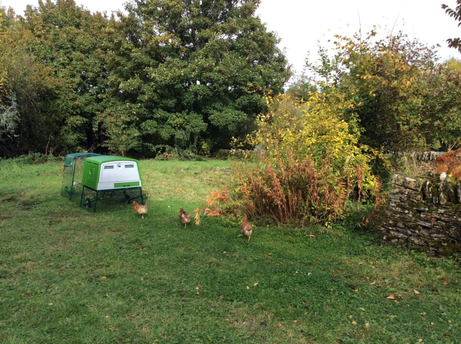 Kippen in een tuin met een Omlet Eglu kippenhok met ren
