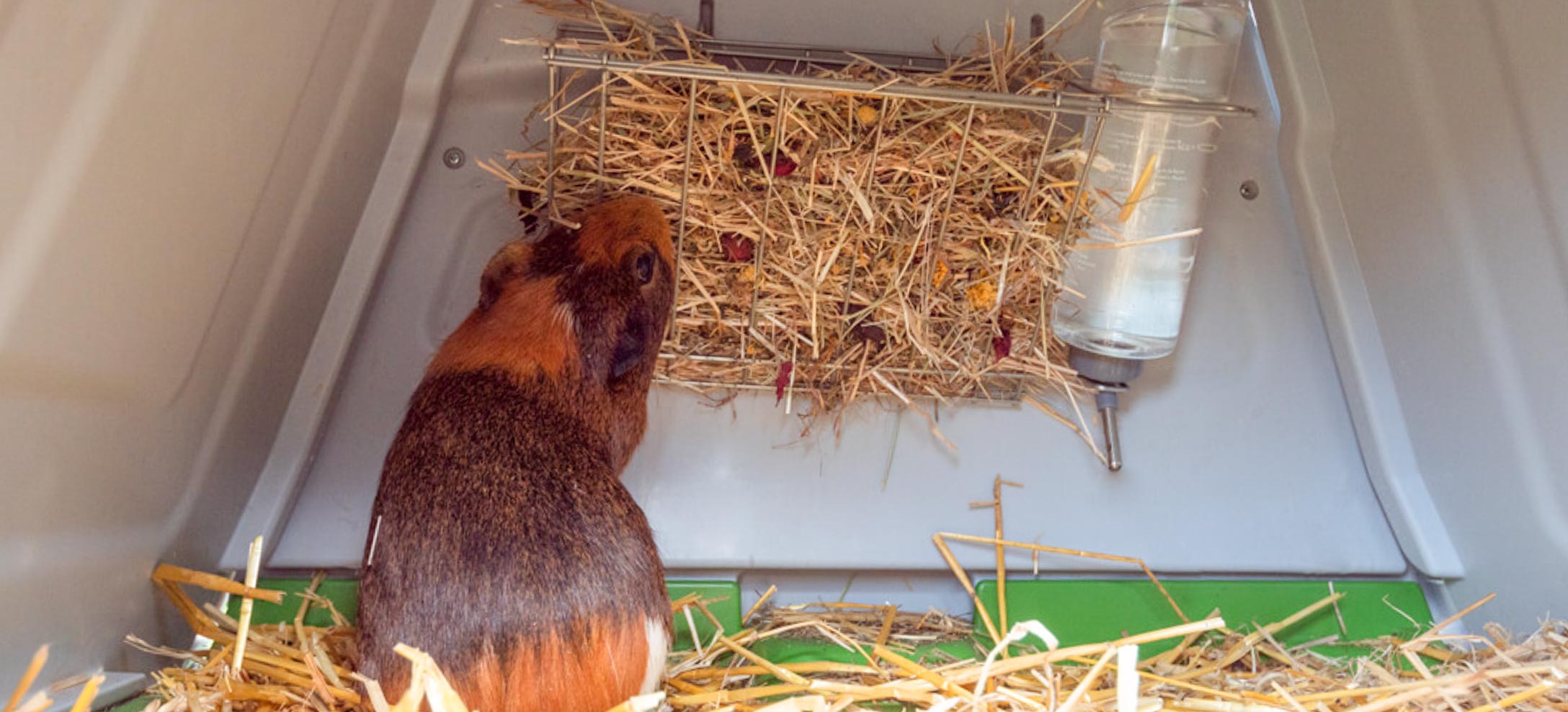 Senior guinea sale pigs for adoption