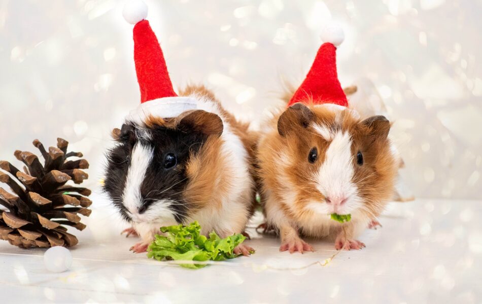 Guinea pigs in Christmas hats eating Christmas treats