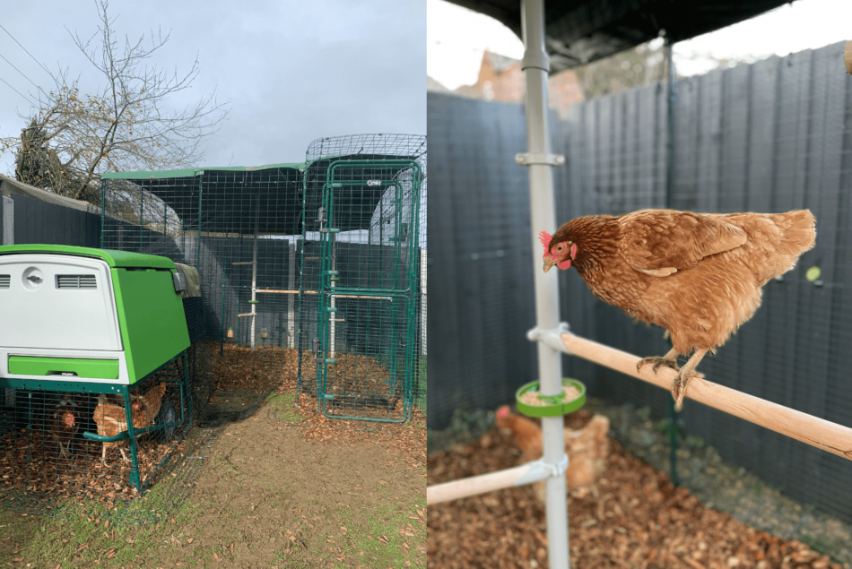 Rosie's chickens during flockdown - Omlet Eglu Cube Chicken Coop