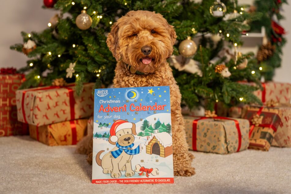 Dog in front of Christmas tree with dog advent calendar