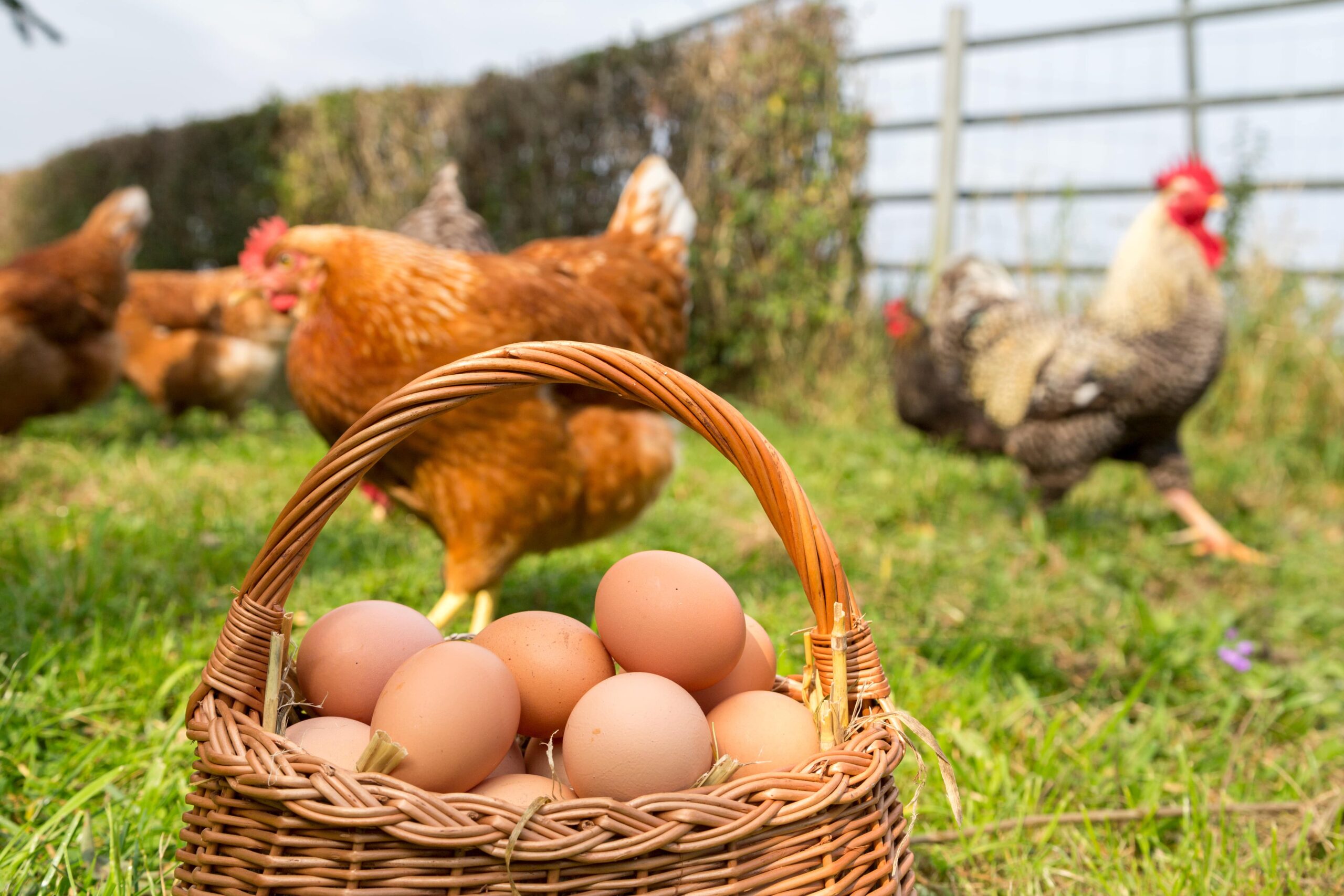 How to Collect, Clean, and Store Fresh Chicken Eggs